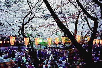 Hanami in Ueno