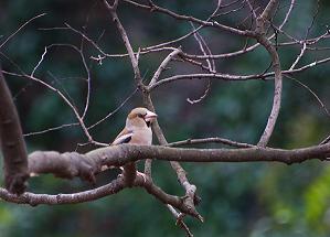 Yoyogi Park - Bird Sanctuary