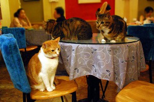 Cat Cafe