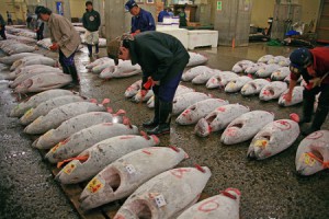 Tsukiji Fish Market