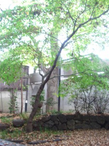 Residia Yoyogikoen - View