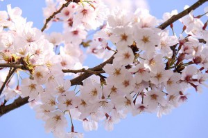 hanami