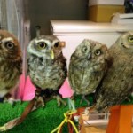 owlcafe2