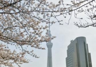 skytreeblossom2