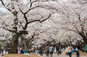 yoyogi