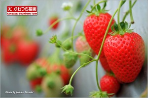 kawatsurastrawberrypick